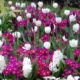 3 HOURS of LOVING LABOR IN YOUR GARDEN